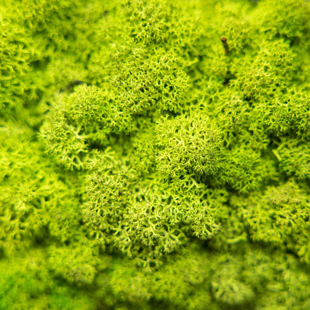 Afbeelding 2 van 4 in Moss Panel galerie